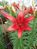 [5104 Paterno VH No01.JPG]